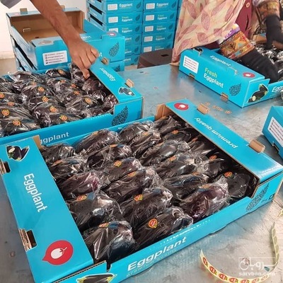 فروش بادمجان لامپی