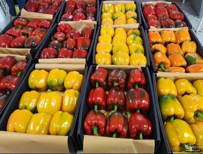 فروش فلفل دلمه ای رنگی