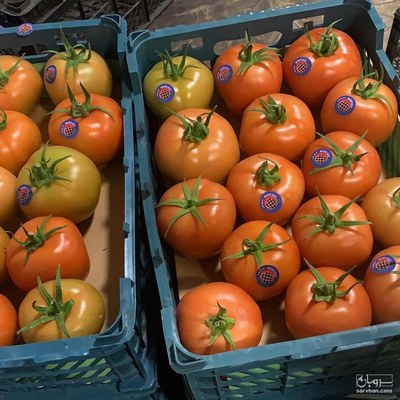 فروش گوجه فرنگی دافنیس