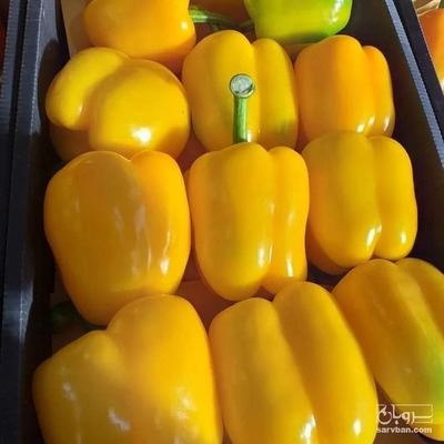 فروش فلفل دلمه ای