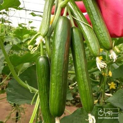 فروش خیار 2