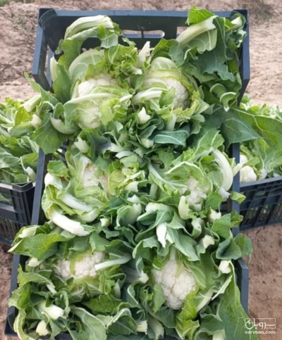 فروش گل  کلم