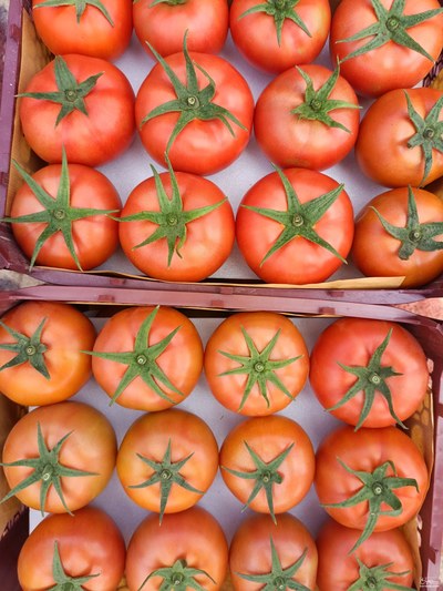 فروش گوجه فرنگی دافنیس