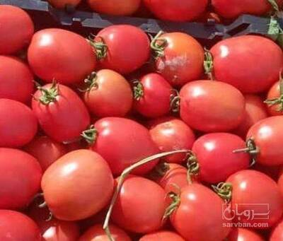 فروش گوجه فرنگی هوای ازاد