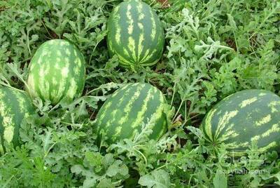 فروش هندوانه بیضی