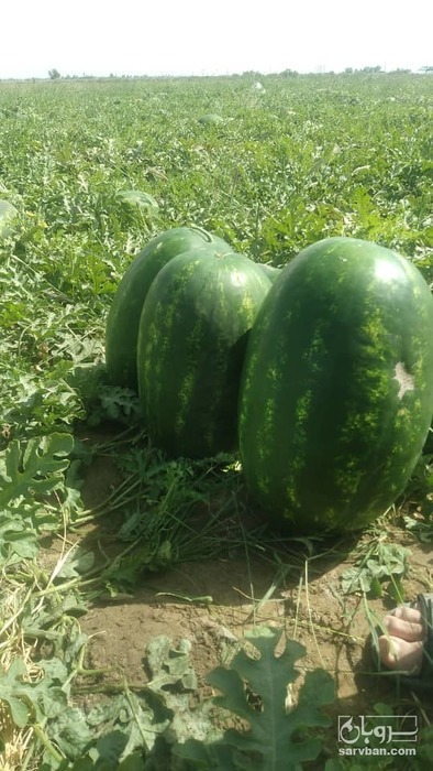 فروش هندوانه