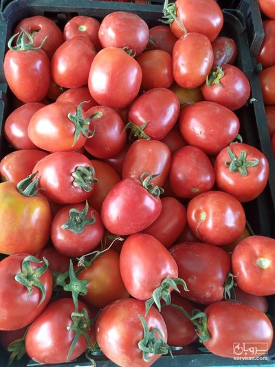 فروش گوجه فرنگی سانسید