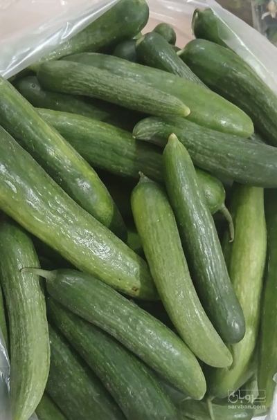 فروش خیار