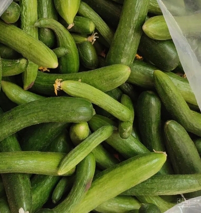 فروش خیار خیارشور