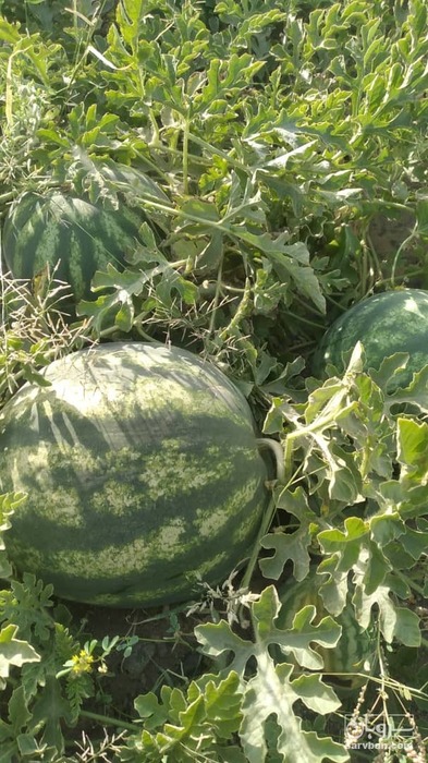 فروش هندوانه گرد