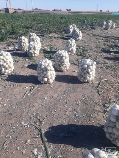 فروش پیاز سفید