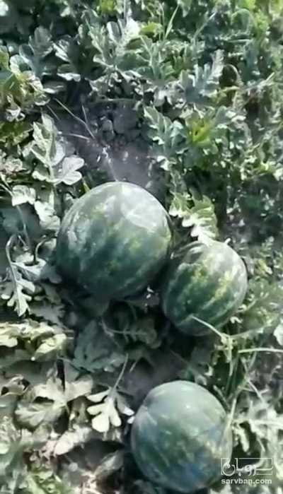 فروش هندوانه b32