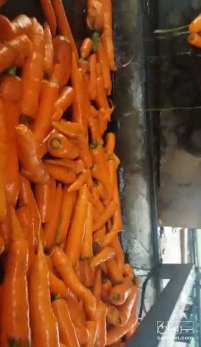 فروش هویج 2
