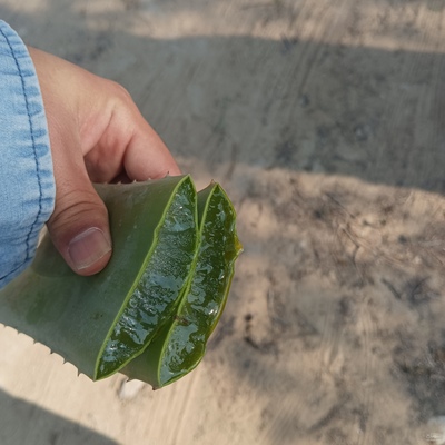 فروش آلوئه ورا