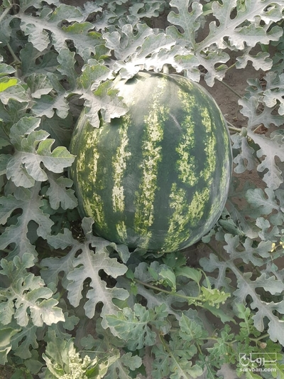 فروش هندوانه