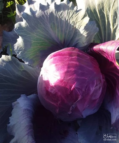 فروش کلم برگی قرمز