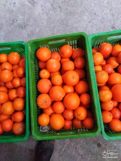 فروش پرتقال