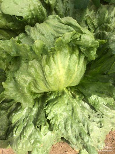 فروش کاهو پیچ