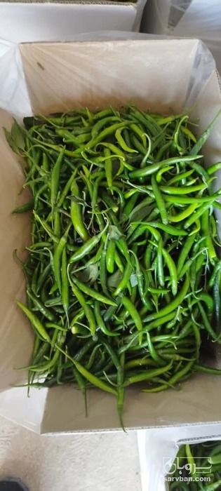 فروش فلفل قلمی