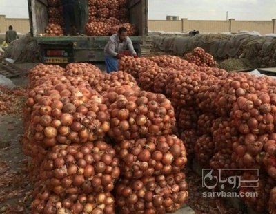 فروش پیاز زرد تازه