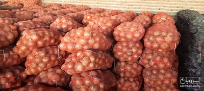 فروش پیاز زرد