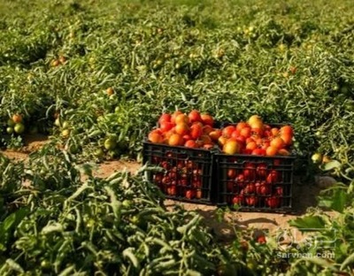 فروش گوجه فرنگی