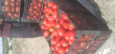 فروش گوجه فرنگی متین