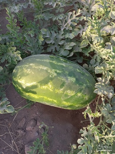 فروش هندوانه بیضی