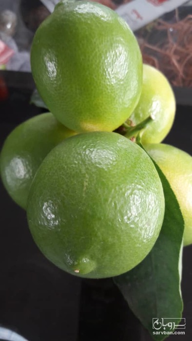 فروش لیمو شیرین