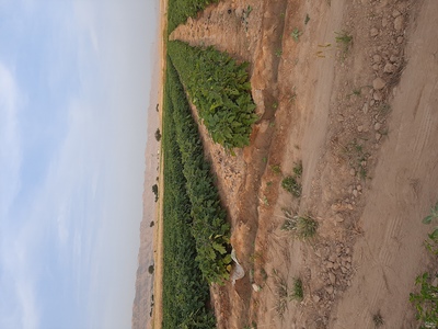 فروش بادمجان