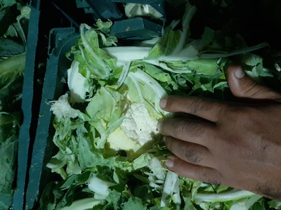 فروش گل کلم