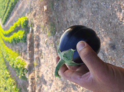 فروش بادمجان