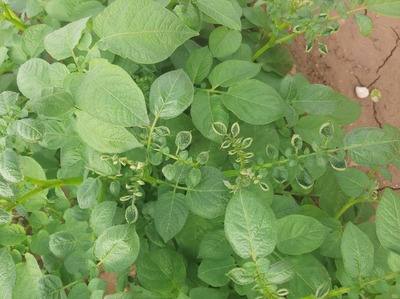 فروش سیب زمینی