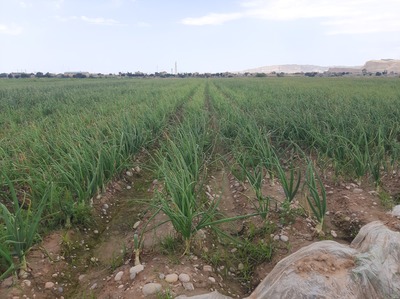 فروش پیاز زرد