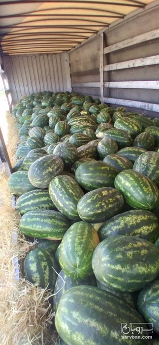 فروش هندوانه