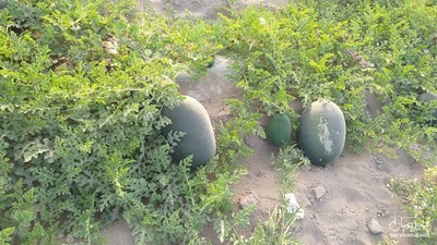 فروش هندوانه گرد