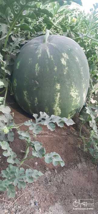 فروش هندوانه b32