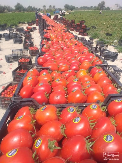فروش گوجه فرنگی سانسید