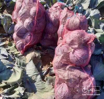 فروش کلم برگی قرمز