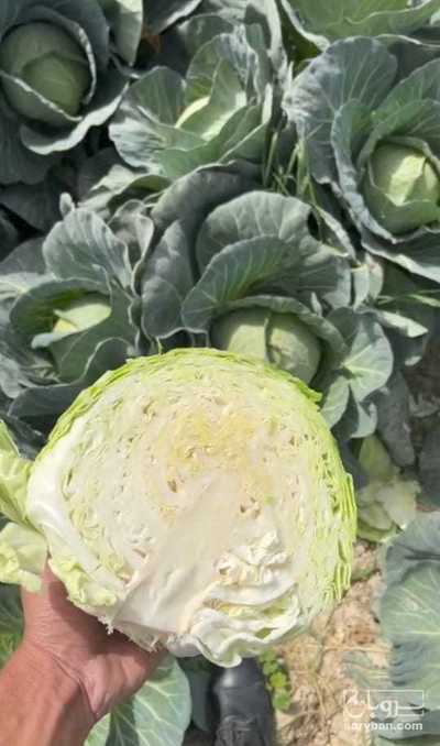 فروش کلم برگی