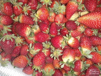 فروش توت فرنگی