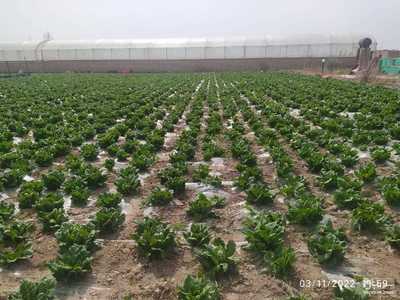 فروش کاهورسمی