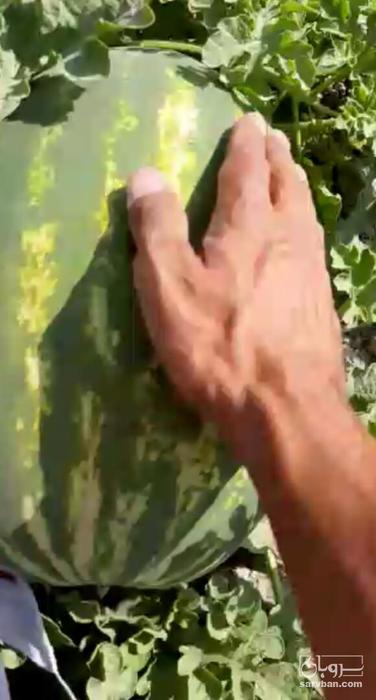 فروش هندوانه بیضی