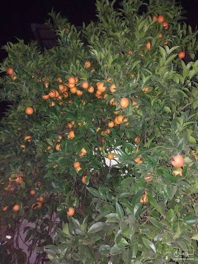 فروش پرتقال خونی