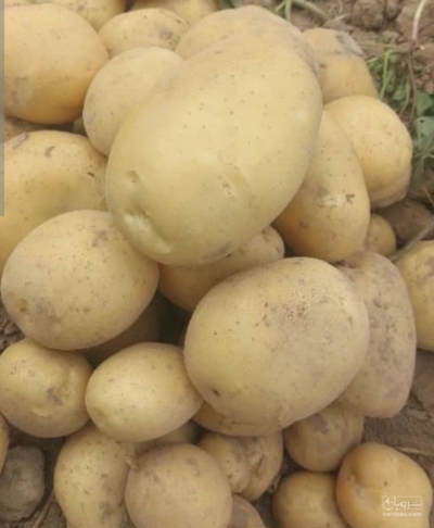 فروش سیب زمینی