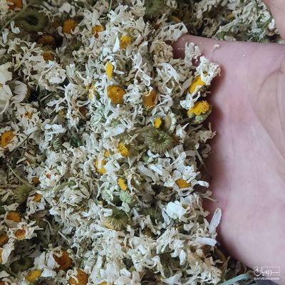 فروش بابونه شیرازی وگاوی