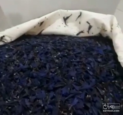 فروش گل گاو زبان