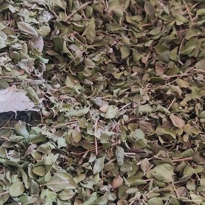 فروش آویشن شیرازی