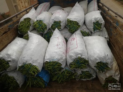 فروش باقلا تازه - باقالی - باقالا