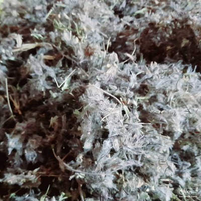 فروش چای کوهی